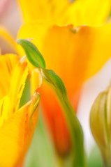 Background with flower petals and leaves