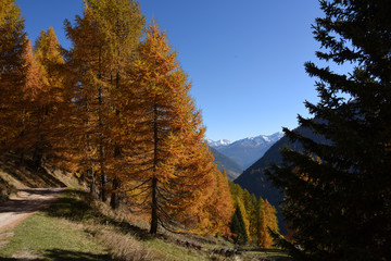 montagna autunno paesaggio autunnale maso cime colori autunno alberi larici