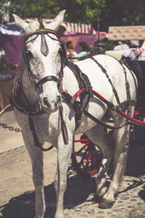 Obraz premium Typical horse drawn carriage in Plaza de Espana. Seville. Spain.