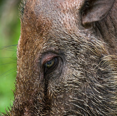 Portrait of a wild boar. The island of Kalimantan. Indonesia. An excellent illustration