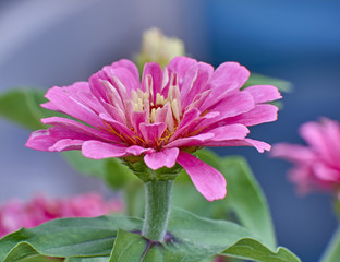 pink duarf dahlia  flower closeup in the garden