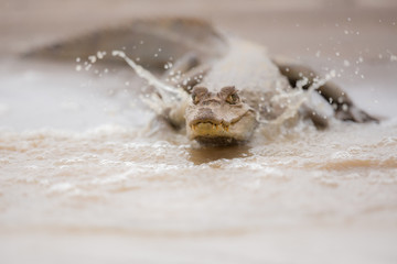 Caiman/caiman/peru