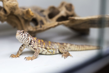 Spiny tail lizard