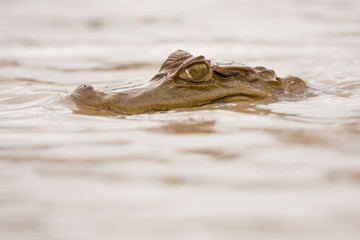 Caiman/caiman/peru