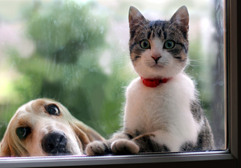 Dog and kitten are looking out the window - 97228255