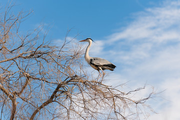 Grey heron perching on bare tree with blue sky