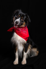 Australian Shepherd