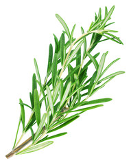Twig of rosemary isolate