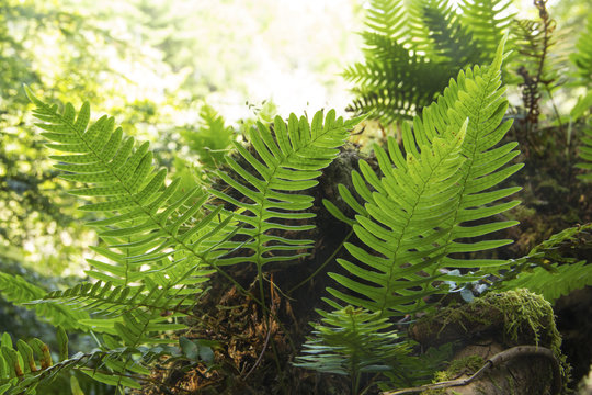 Rock polypody, Polypodium virginianum, with sporangia, growing in a forest in Sunapee, New Hampshire.