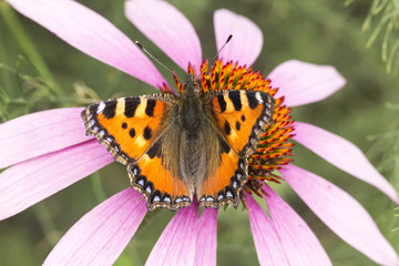 Aglais urticae, Nymphalis urticae, Small Tortoiseshell on Echinacea purpurea, Eastern purple coneflower, Purple coneflower, Lower Saxony, Germany