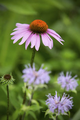Purple coneflower with wild bergamots in a summer meadow, Vernon, Connecticut.