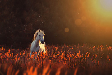 white horse run forward