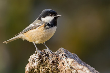Carbonero Garrapinos (Periparus ater)