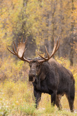 Bull Moose in Autumn