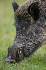 Male boar, up close