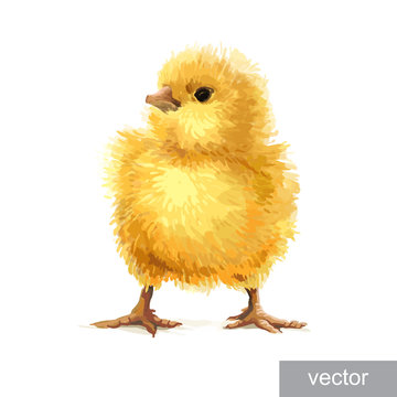 Easter realistic little chicken illustration. Vector.