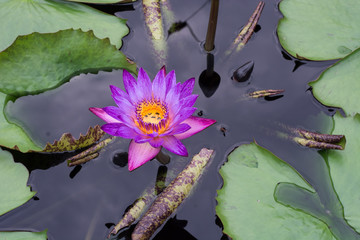 Purple Lily with dead ants