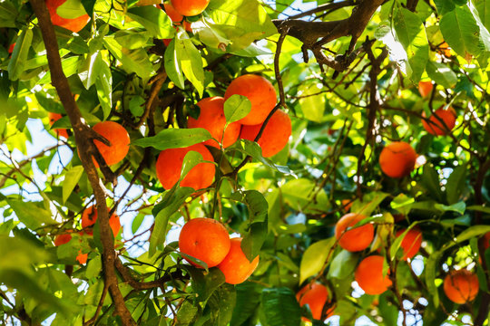 mandarins on tree