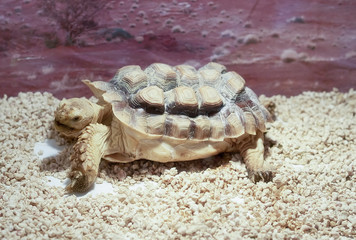 african turtle