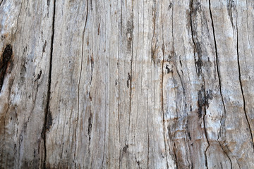 Abstract background old wooden in nature