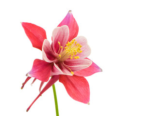 Isolated blossom of Columbine flower
