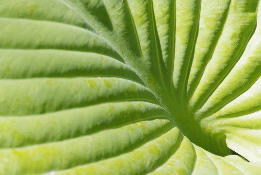 close up leaf of hosta
