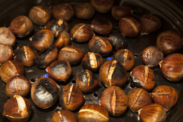 chestnut
