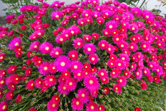 canteiro de flores