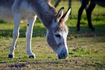Donkey in a field
