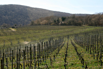 weinanbau winterlich ahrtal weinbaugebiet