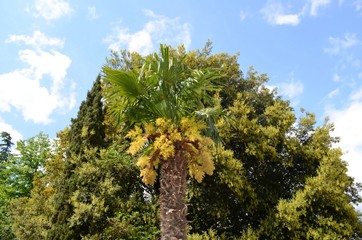 Пальма,деревья на фоне неба