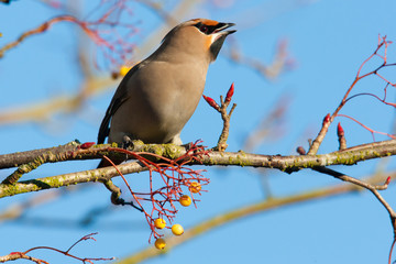 Waxwing