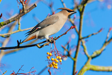 Fototapeta premium Waxwing