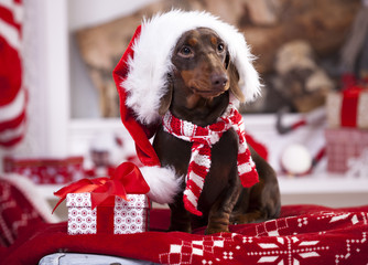 puppy christmas dachshund