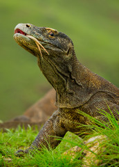 Komodo dragon is on the ground. Interesting perspective. The low point shooting. Indonesia. Komodo National Park. An excellent illustration.