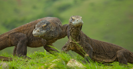 Komodo dragon is on the ground. Interesting perspective. The low point shooting. Indonesia. Komodo National Park. An excellent illustration.