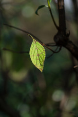 Grünes Blatt