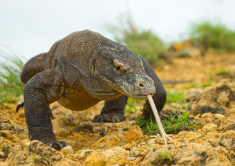 Komodo dragon is on the ground. Interesting perspective. The low point shooting. Indonesia. Komodo National Park. An excellent illustration.