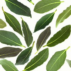 Fresh green bay leaves, isolated on white
