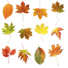 Different autumn leaves, isolated on white
