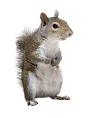 Foto op Plexiglas anti-reflex De Amerikaanse grijze eekhoornpoot drukte angstig tegen zijn borst © Irina K.
