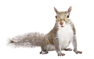 Washable wall murals Squirrel Young squirrel seeds on a white background