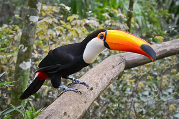 Toco toucan