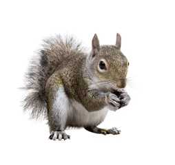 Photo sur Plexiglas Écureuil Jeune écureuil avec des coquilles de graines de tournesol sur un backgro blanc