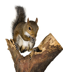 Squirrel on a bough of a tree is sunflower seeds