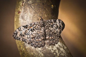 Gray Cracker Butterfly