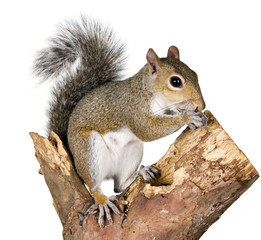 Squirrel on a bough of a tree is sunflower seeds