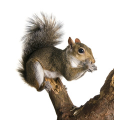 Squirrel on a bough of a tree is sunflower seeds