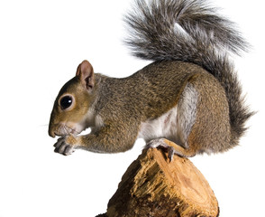 Squirrel on a bough of a tree is sunflower seeds