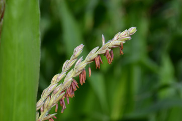 Male flower of corn plant